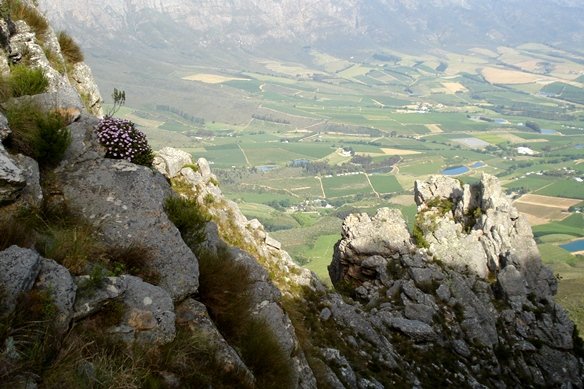 Esterhuysenia drepanophylla growing in inaccessible places